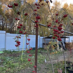 Рябина обыкновенная плакучая